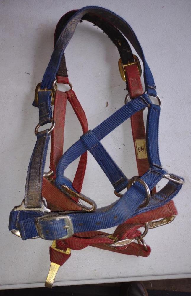 Halters - 2