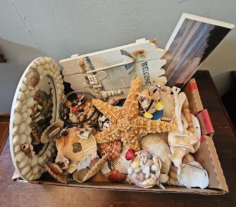 Seashell Collection